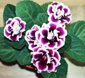 Sinningia speciosa - Zum vergrößern klicken Sinningia speciosa