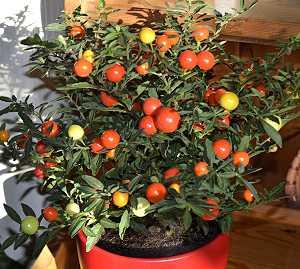 Solanum capsicastrum