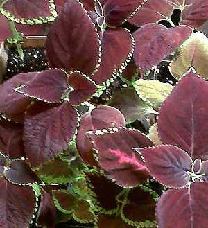 Solenostemon scutellarioides