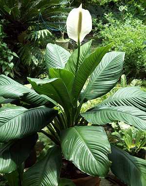 Einblatt: Spathiphyllum wallisii