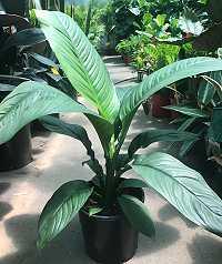 Spathiphyllum