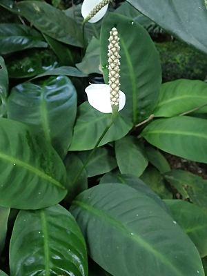 Spathiphyllum floribundum