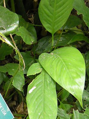 Spathiphyllum wallisii 'Mauna Loa'