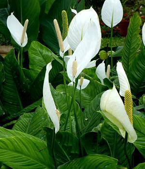 Spathiphyllum