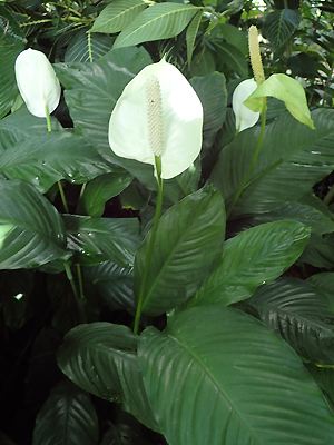 Spathiphyllum wallisii