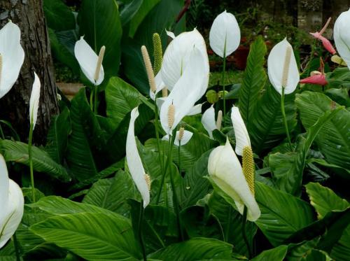 Spathiphyllum Einblatt Arten Pflege Der Pflanze Pflanzenfreunde Com