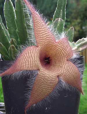 Stapelia