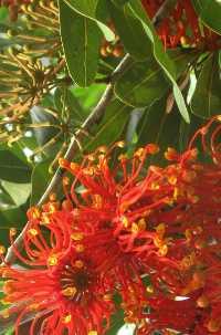Stenocarpus - Aasblume Feuerradbaum 