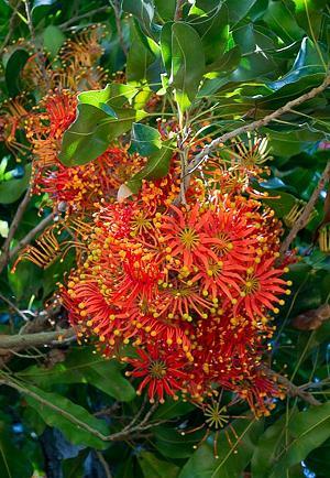 Stenocarpus sinuatus - Feuerradbaum