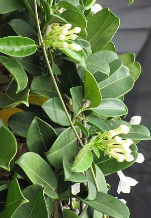 Stephanotis floribunda