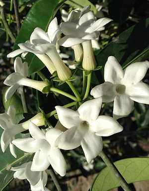  Stephanotis floribunda