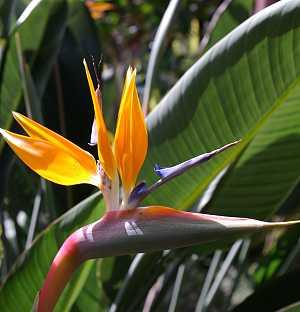 Strelitzia reginae - Paradiesvogelblume 
