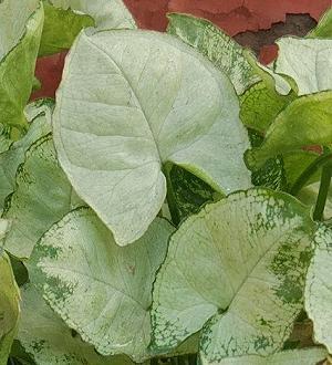 Syngonium podophyllum White Butterfly