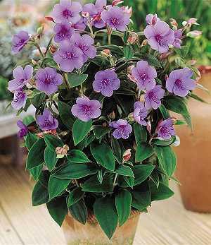 Tibouchina