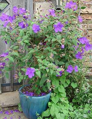 Tibouchina urvilleana