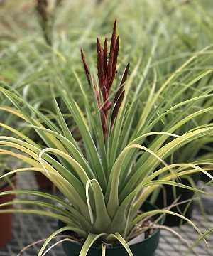 Tillandsia