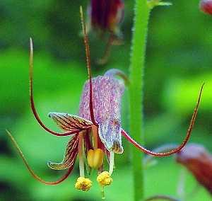 Tolmiea menziesii