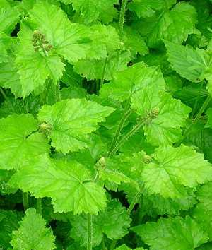 Tolmiea menziesii, Lebendblatt