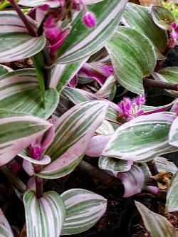 Tradescantia cerinthoides Variegata