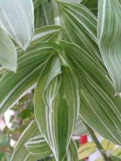 Tradescantia fluminensis alba vittata