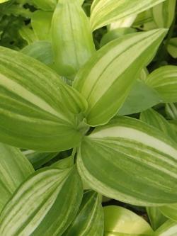 Tradescantia fluminensis aurea