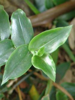 Tradescantia fluminensis