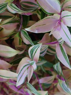 Tradescantia fluminensis alba vittata