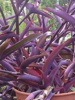 Tradescantia pallida, Mexikanische Dreimasterblume