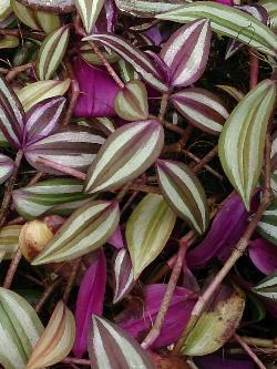 Tradescantia zebrina