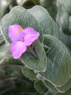 Tradescantia sillamontana