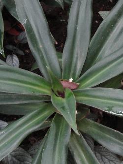 Tradescantia spathacea