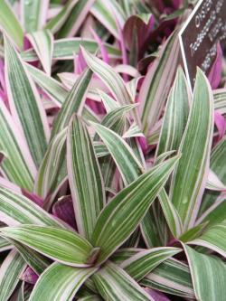 Tradescantia spathecea