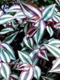 Tradescantia zebrina