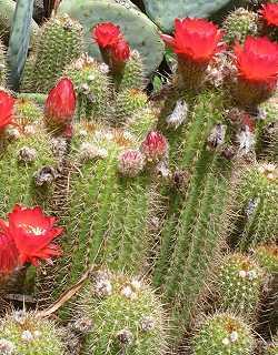 Trichocereus andalgalensis