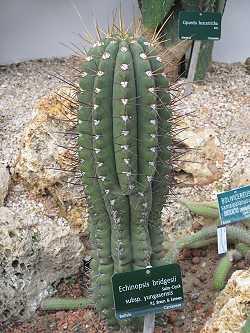 Trichocereus bridgesii