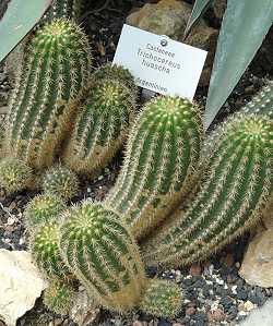 Trichocereus huascha