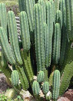 San Pedro 10 Pflanzen aufgeteilt in 3 Töpfe. Trichocereus pachanoi 