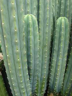 Trichocereus pachanoi