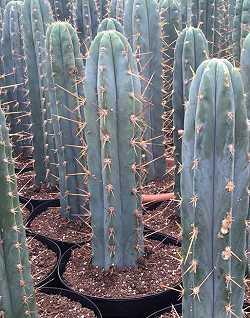 Trichocereus peruvianus