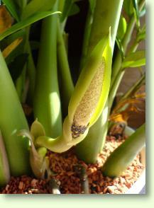 Zum vergrößern klicken Zamioculcas zamiifolia