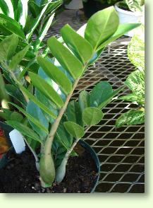 Zamioculcas zamiifolia
