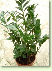 Zamioculcas zamiifolia
