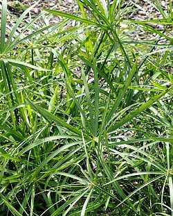 Cyperus gracilis