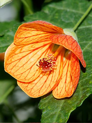 Zimmerahorn: Abutilon