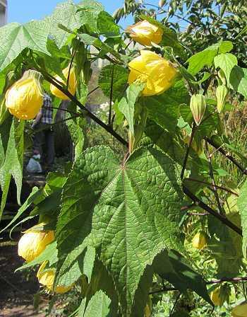 Zimmerahorn: Abutilon