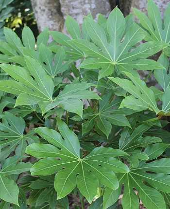 Zimmeraralie: Fatsia japonica