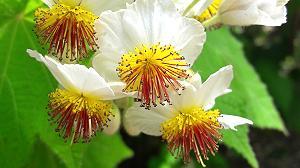 Sparrmannia africana / Blüte