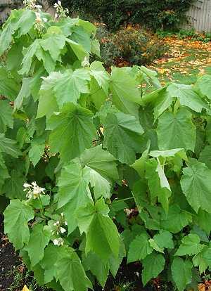 Sparrmannia africana