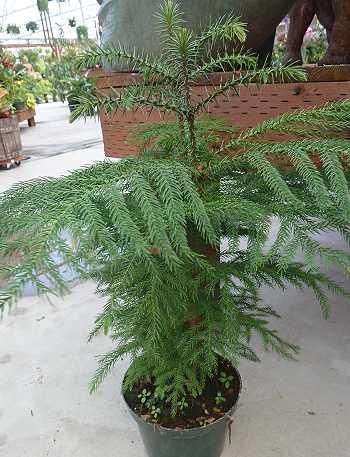 Araukarie: Araucaria heterophylla