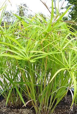 Cyperus papyrus